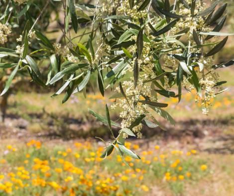 La flor del olivo: el comienzo de un gran aceite
