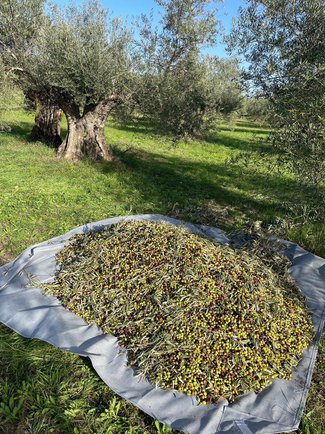 Por qué nuestro aceite de oliva virgen extra de cosecha temprana es diferente